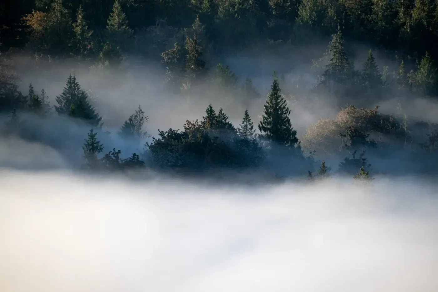 Un paisaje forestal sereno está envuelto en una capa mística de niebla, con exuberantes árboles de hoja perenne asomando, creando una atmósfera tranquila y etérea.