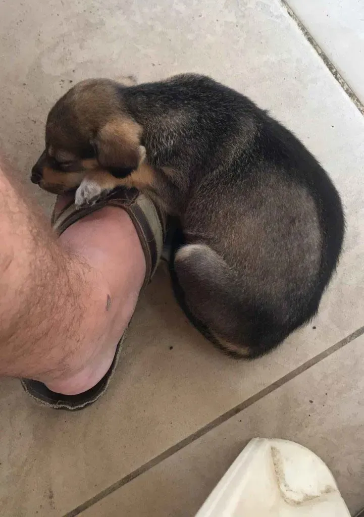 Cachorro pequeño acurrucado dormido en el pie sandaliado del autor sobre azulejo