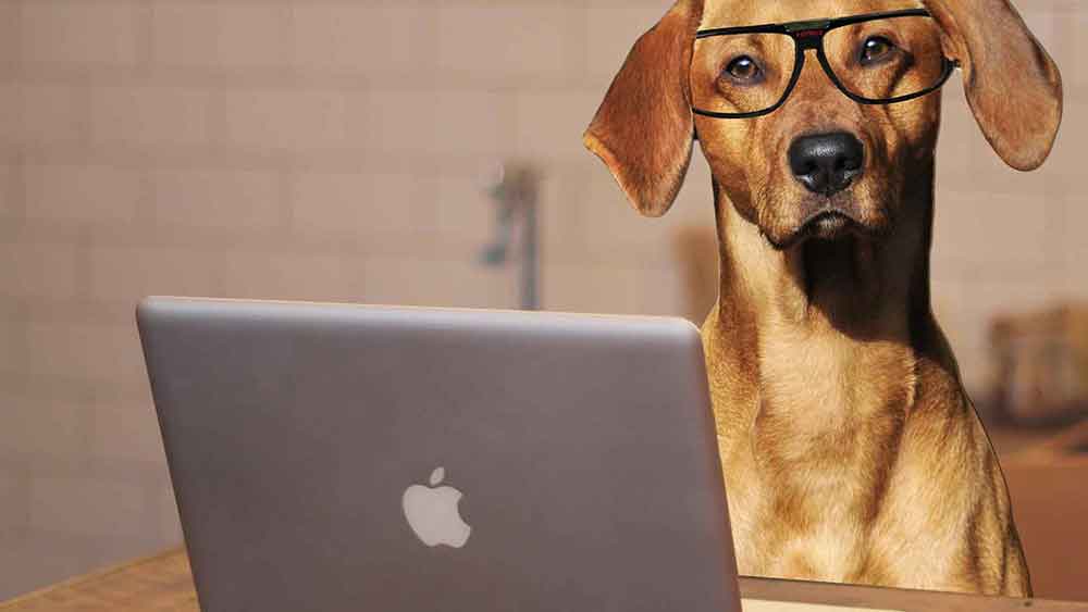 Venderse como un experto en diseño web